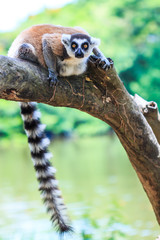 Ring-tailed lemur or Lemur catta