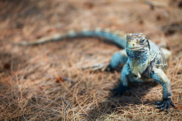 Iguana at Cuban island