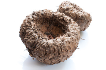 Elephant yam, Stanley s water-tub, Konjac