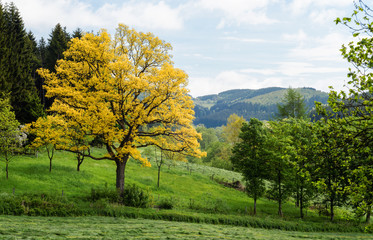 Golden Oak in spring/Very rare botanical phenomenon. 