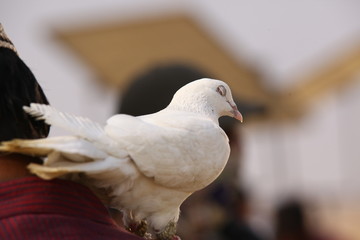 white Pigeon on the stick 