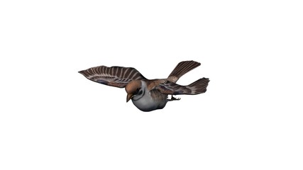 sparrow -  - isolated on white background