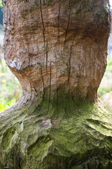 żerowiska bobrów © Kuba Zdanowicz