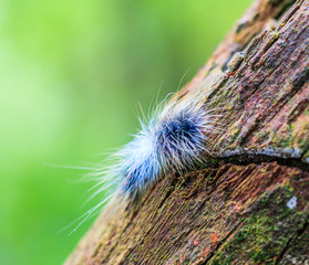 Slug worm at Doi Inthanon national park in Chiangmai province
