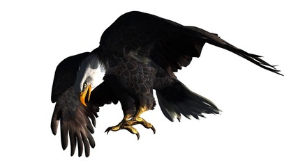 eagle - isolated on white background 