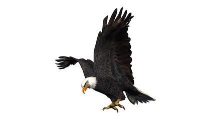 eagle - isolated on white background 