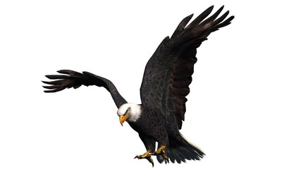 eagle - isolated on white background 