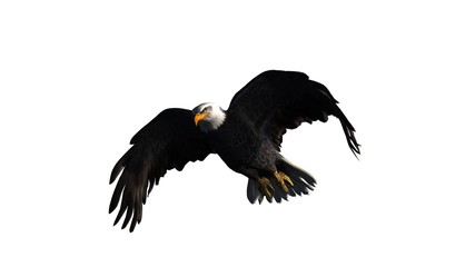 eagle - isolated on white background 