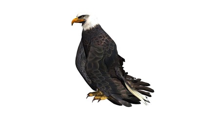 eagle - isolated on white background 