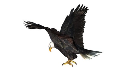 eagle - isolated on white background 