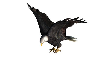 eagle - isolated on white background 