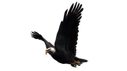 eagle - isolated on white background 