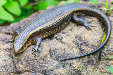 Skink at Doi Inthanon national park in Chiangmai province