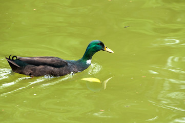 Swimming duck
