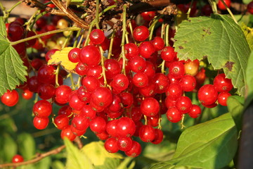 Red currant in a garden