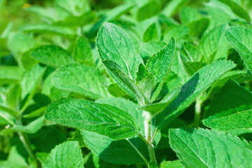 Closeup of fresh peppermint leaves