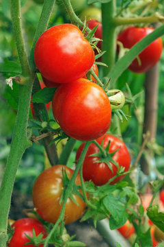 Close up of fresh red tomatoes still on the plant