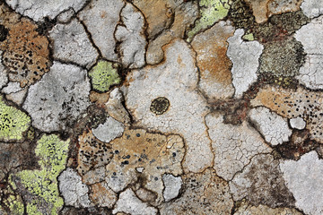 licheni, sorprendente mosaico