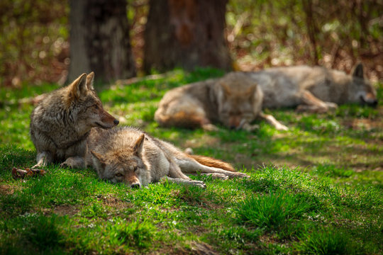 Fototapeta Pack of Coyotes Sleeping and Resting in Forest