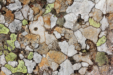 licheni; sorprendente mosaico