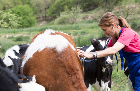 Veterinary on a farm