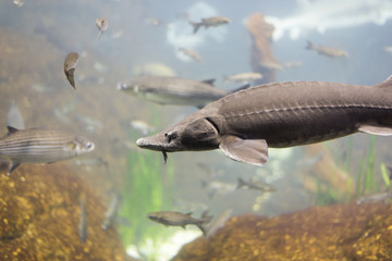 underwater life