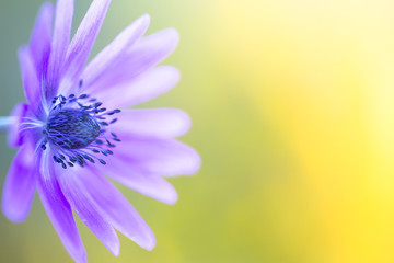 blue violet daisy wildflower