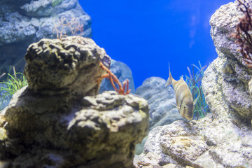 underwater life