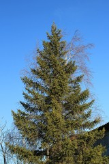 Ель с берёзой весенним днём