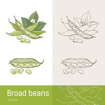 Broad beans