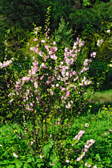 Almond blossoms (Prunus triloba Plena)