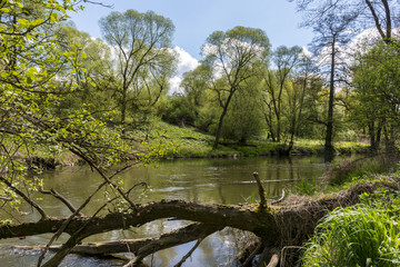 Small river in the forest