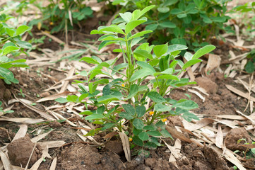 peanut tree