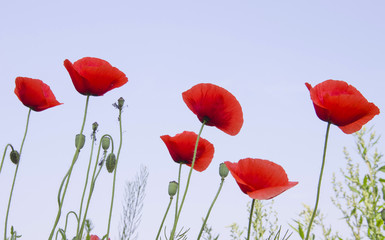 Red poppies 