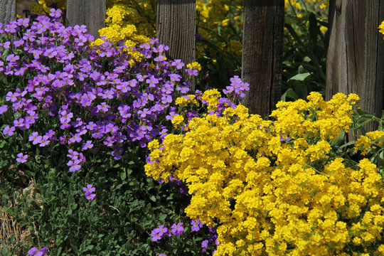 giallo e viola; alissum e aubretia