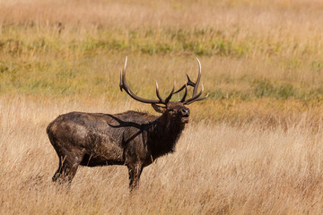 Naklejka na ściany i meble Bull Elk Bugling