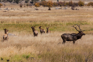 Bull Elk and Cows in Rut