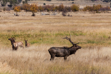 Bull Elk and Cows in Rut