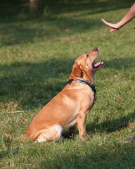 Labrador dog being trained in a park