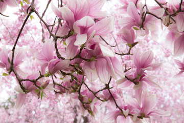 Lente magnolia bloeit