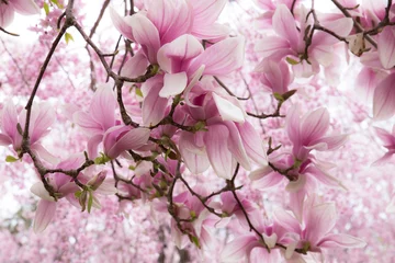 Crédence de cuisine en verre imprimé Magnolia Fleurs de magnolia de printemps