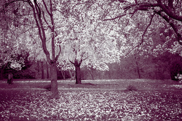 Spring trees in bloom.  Toned imaged