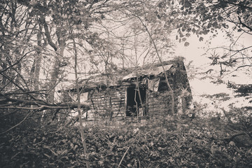 abandoned cabin in overgrown woods.  conceptual style