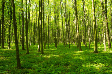 Fototapeta premium forest green