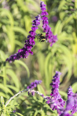 Bumblebee flies over amethyst sage