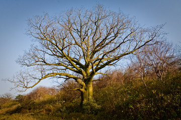 Beautiful landscape of ceiba trees dry forest in Manabi, Ecuador