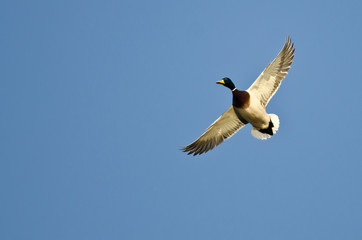 Mallard Duck Flying Alone in the Blue Sky