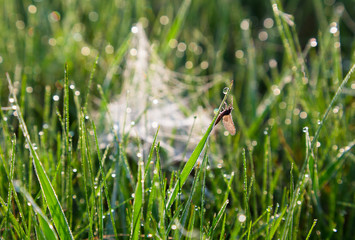 insect in dew drops on the grass
