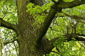 Fototapeta na wymiar Oak, Quercus robur