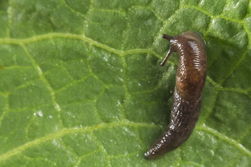Common Garden Slug